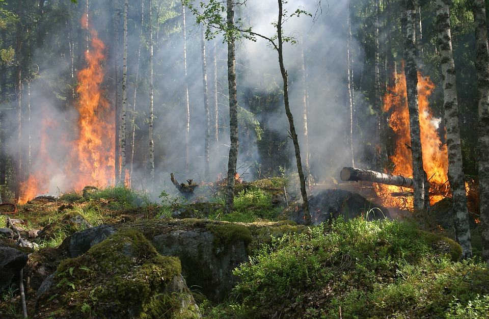 Pożar lasu w Krajewo-Budziły. Spalił się ponad hektar